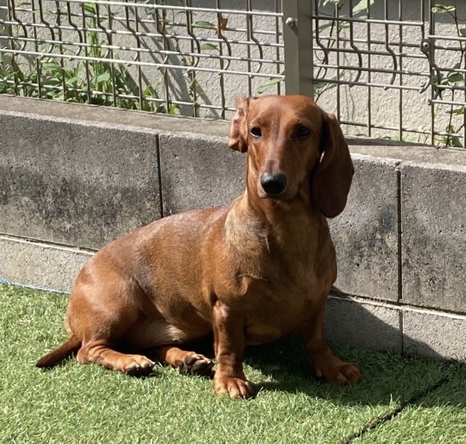 母犬