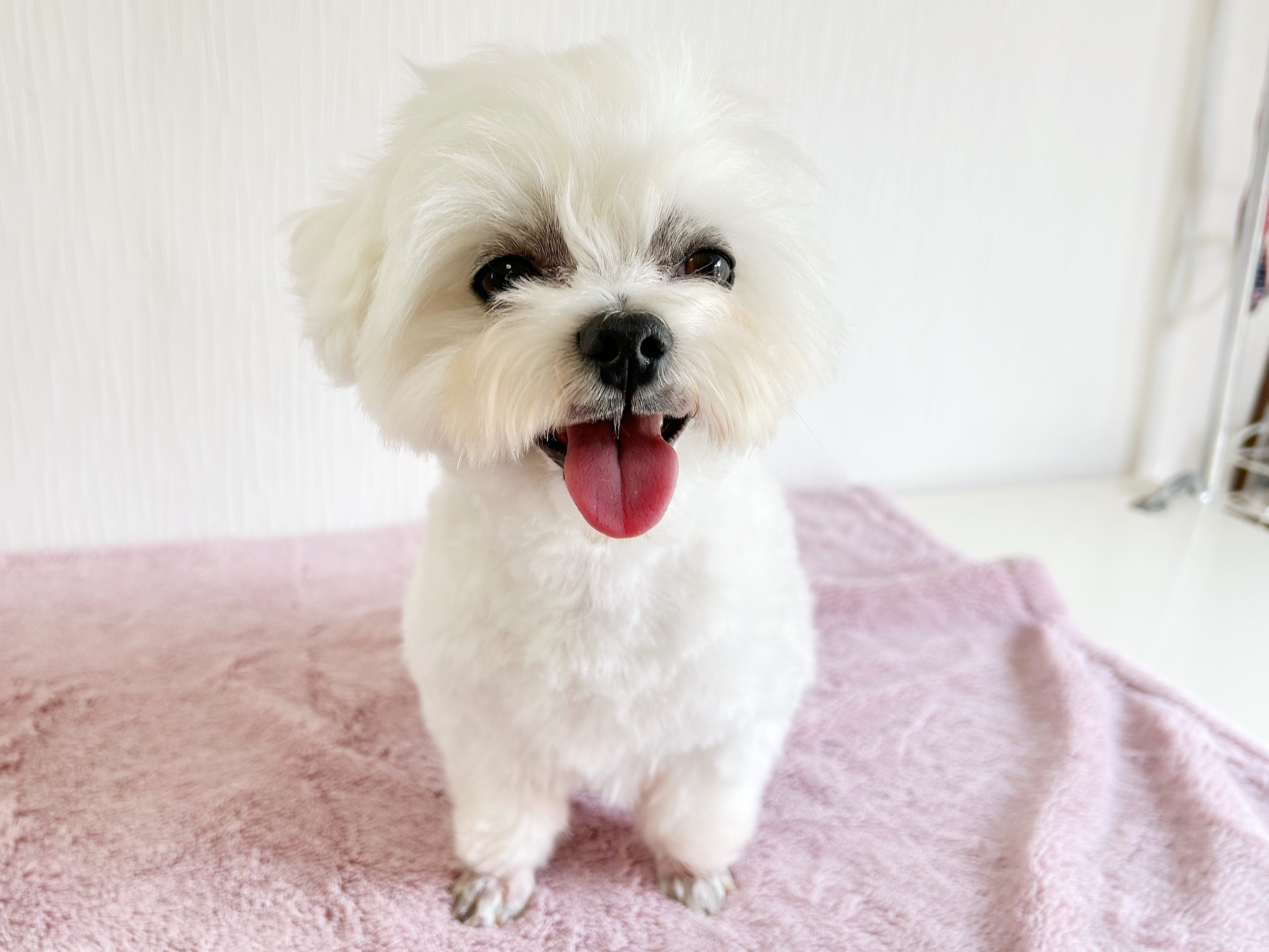 父犬