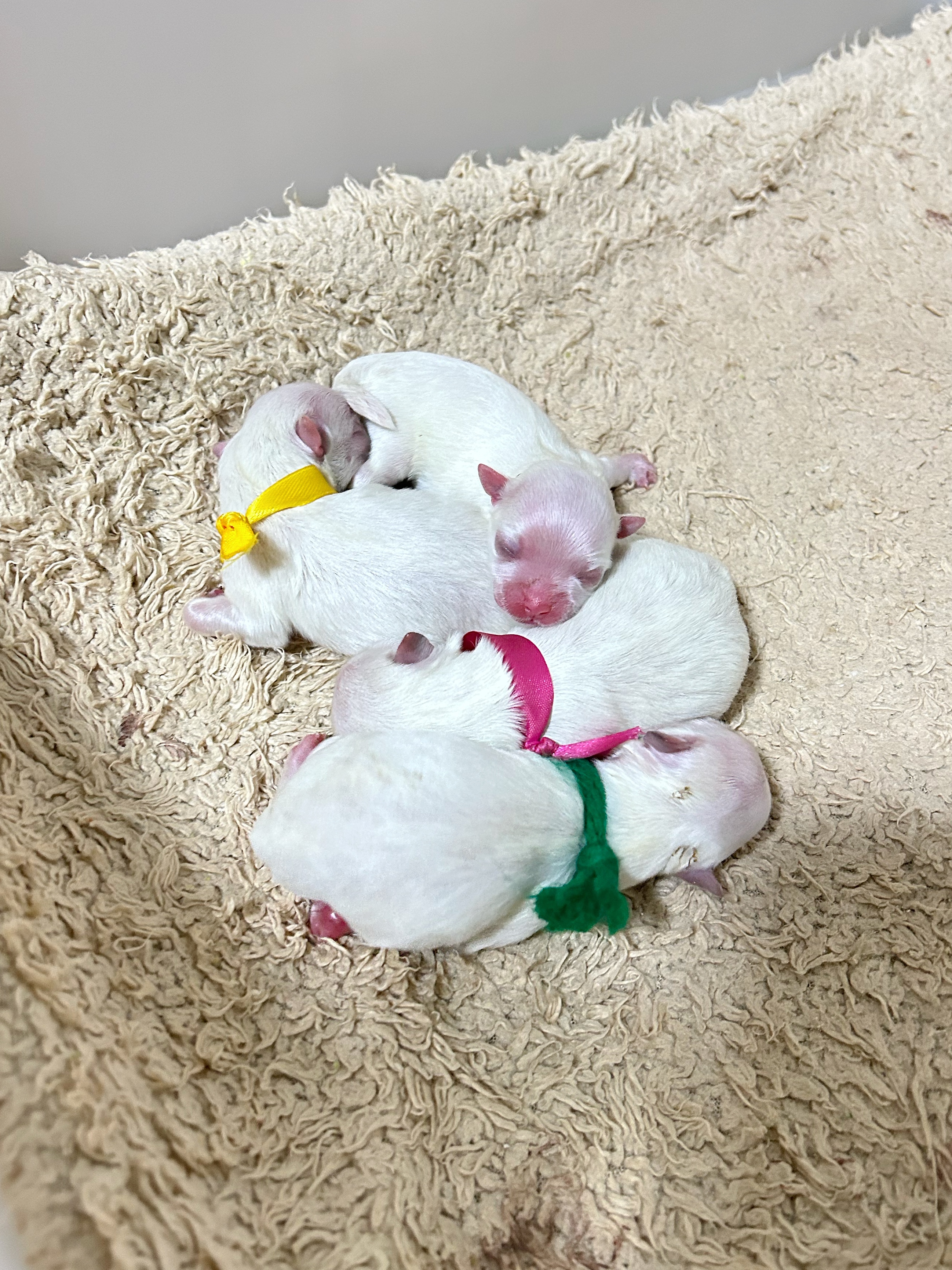 黄色くん