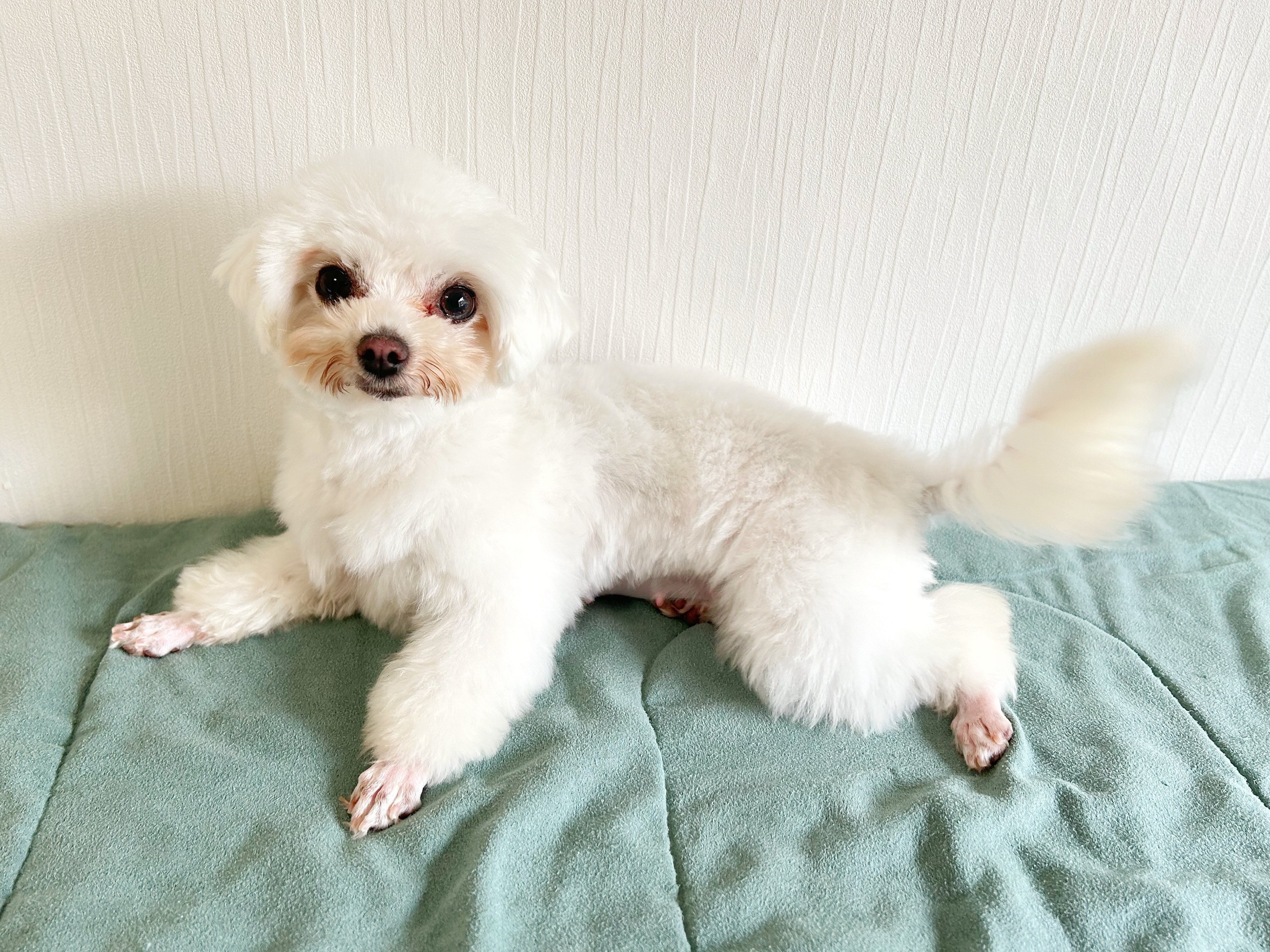 母犬