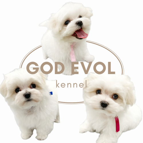GOD EVOL