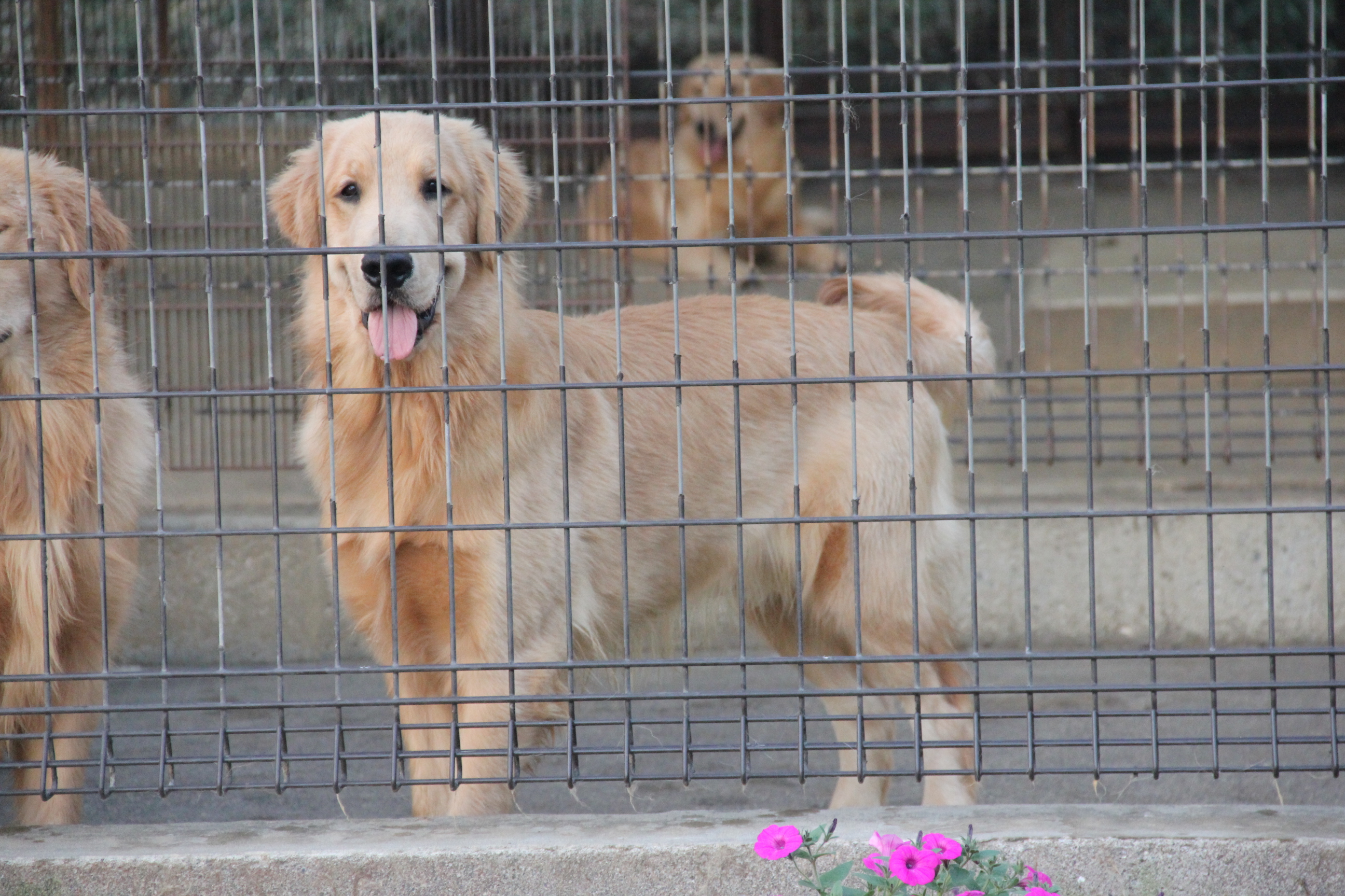 プレジールケンネル