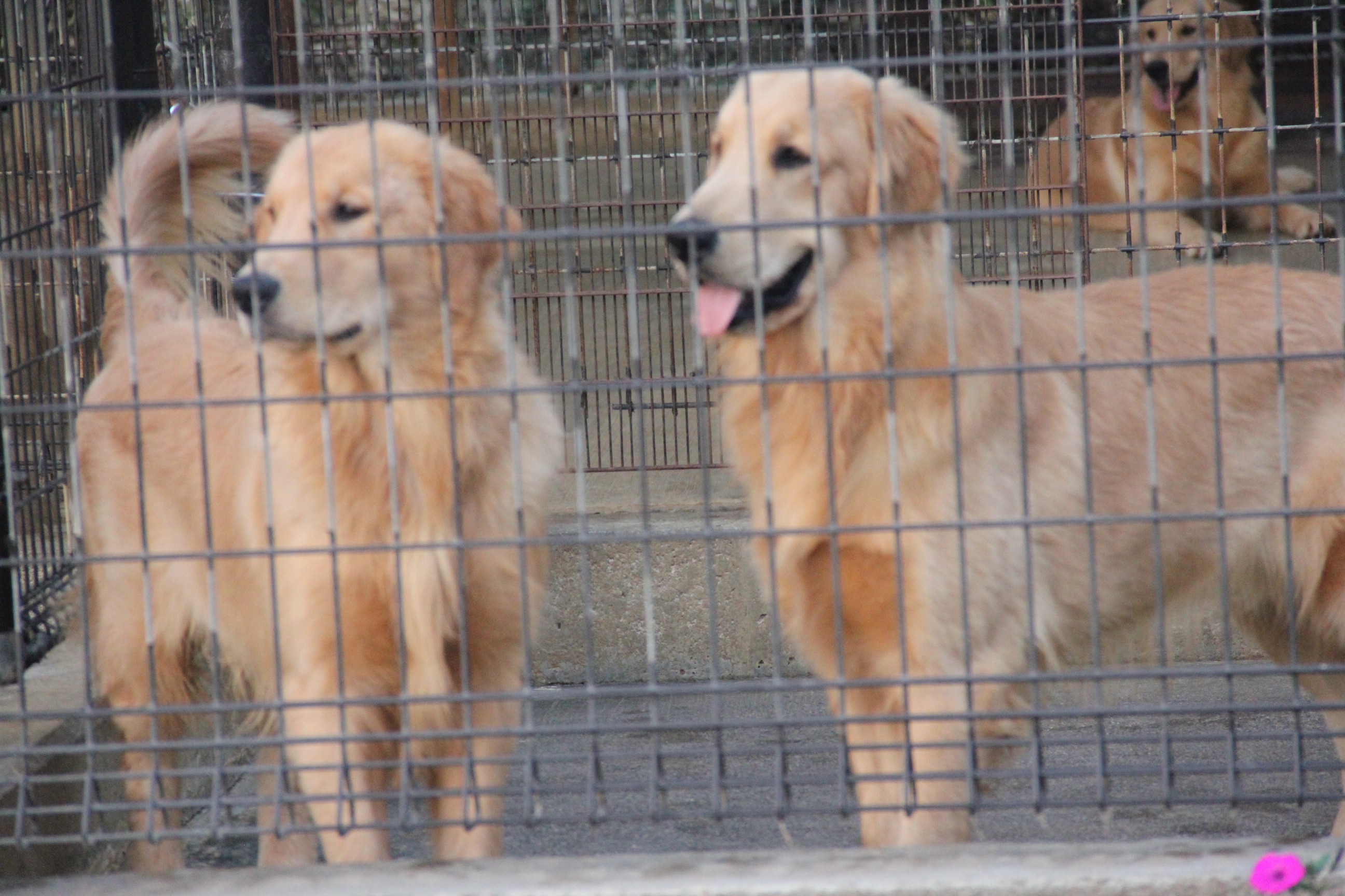 プレジールケンネル